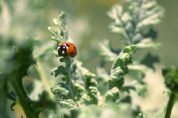 Mariquita (Coccinela septempunctata)