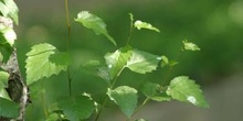 Abedul - Hojas (Betula pubescens)