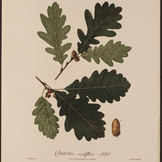 IES_CARDENALCISNEROS_HERBARIO_074