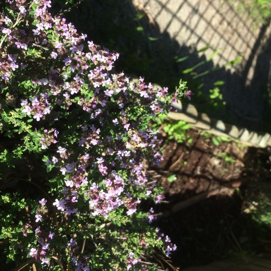 2020_05_07_El huerto en abril_CEIP FDLR_Las Rozas 3