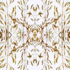 Composición de simetrías del ramillete