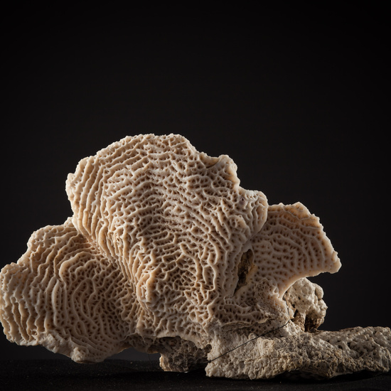 IES_SANISIDRO_BIOLOGIA_451