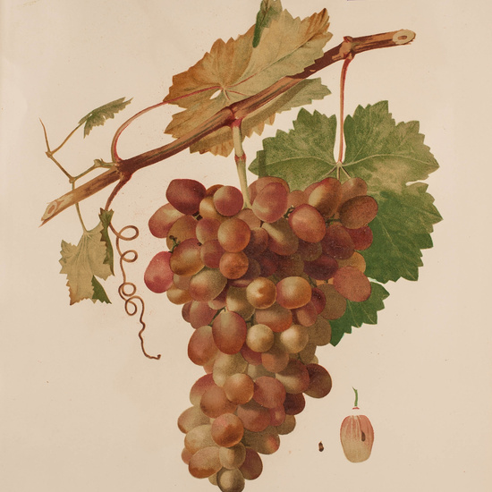 IES_CARDENALCISNEROS_BOTÁNICA_II_LÁMINAS_096