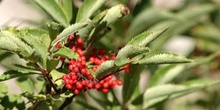 Saúco rojo - Frutos (Sambucus racemosa)