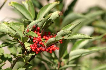 Saúco rojo - Frutos (Sambucus racemosa)