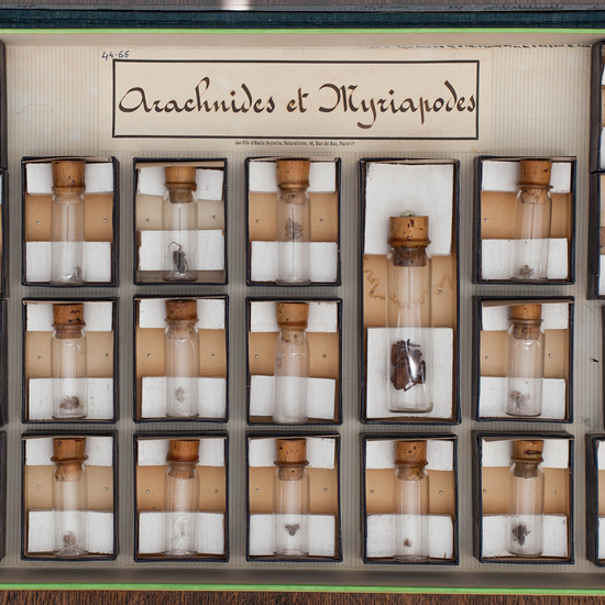 IES_CARDENALCISNEROS_Insectos_027