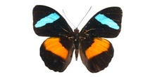 Nessaea obrimus (Sudamérica)