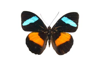 Nessaea obrimus (Sudamérica)