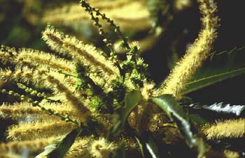 Castaño - Flor fem. (Castanea sativa)