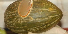 Melón