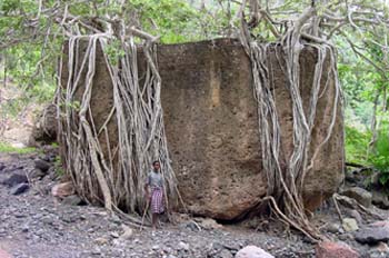 Hombre y vegetación, Rep. de Djibouti, áfrica