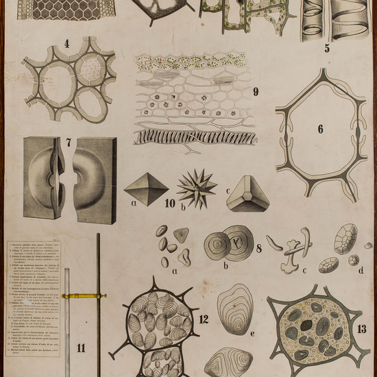 IES_CARDENALCISNEROS_BOTÁNICA_II_LÁMINAS_024