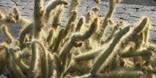 Cleistocactus flavispinus