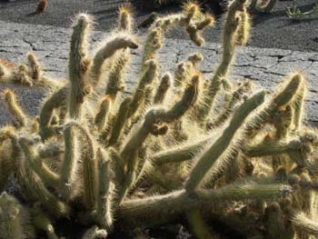 Cleistocactus flavispinus