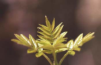 Fresno de hoja estrecha - Hoja (Fraxinus angustifolia)