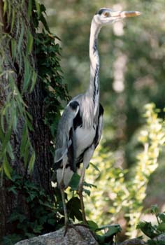 Garza real (Ardea cinerea)