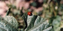 Mariquita (Coccinela septempunctata)