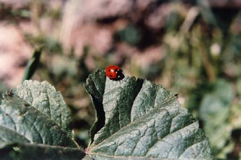 Mariquita (Coccinela septempunctata)