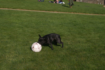 Perro juega en el Parque de San Domingos de Bonaval, Santiago de