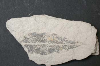 Quercus hispanica (Angiosperma) Mioceno