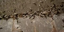 Hormiga negra de jardín (Lasius niger)