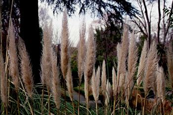 Hierba de pampa (Selloana de Cortaderia)