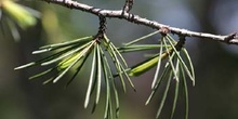 Cedro llorón - Hojas (Cedrus deodara)