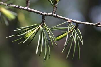 Cedro llorón - Hojas (Cedrus deodara)