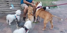 PERROS EN EL PARQUE POR LA TARDE