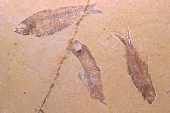 Knightia sp.  (Peces) Eoceno