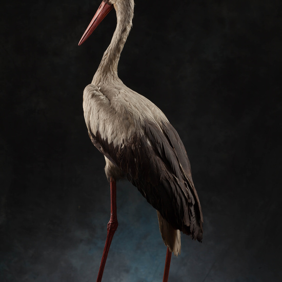 IES_SANISIDRO_MUSEO_Aves_172