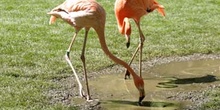 Flamenco (Phoenicopterus ruber roseus)