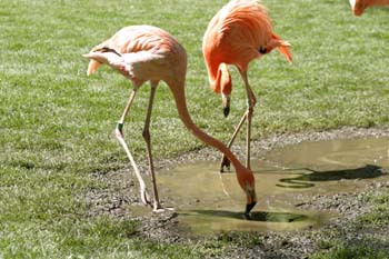 Flamenco (Phoenicopterus ruber roseus)
