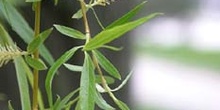 Sauce llorón - Flores (Salix babylonica)