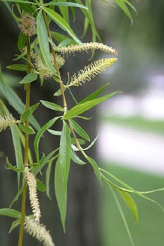 Sauce llorón - Flores (Salix babylonica)