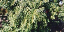 Cefalotejo (Cephalotaxus harringtonia)