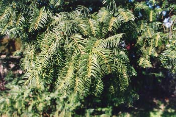 Cefalotejo (Cephalotaxus harringtonia)