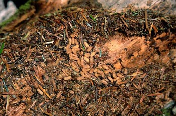 Hormiga (Formicidae fam.)