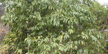 árbol, Cóculo (Cocculus laurifoius)