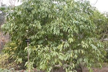 árbol, Cóculo (Cocculus laurifoius)