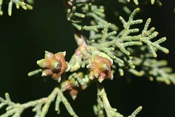 Ciprés - Piñas (Cupressus sempervivens)