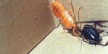 Cucaracha negra común (Blatta orientalis)