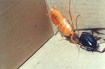 Cucaracha negra común (Blatta orientalis)