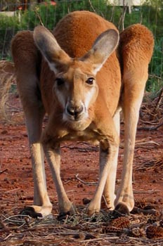 Canguro rojo, Australia