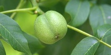 Nogal - Nuez (Juglans regia)