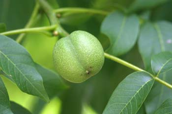 Nogal - Nuez (Juglans regia)