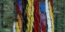 Bosque Pintado de Oma, Vizcaya