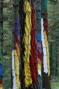 Bosque Pintado de Oma, Vizcaya