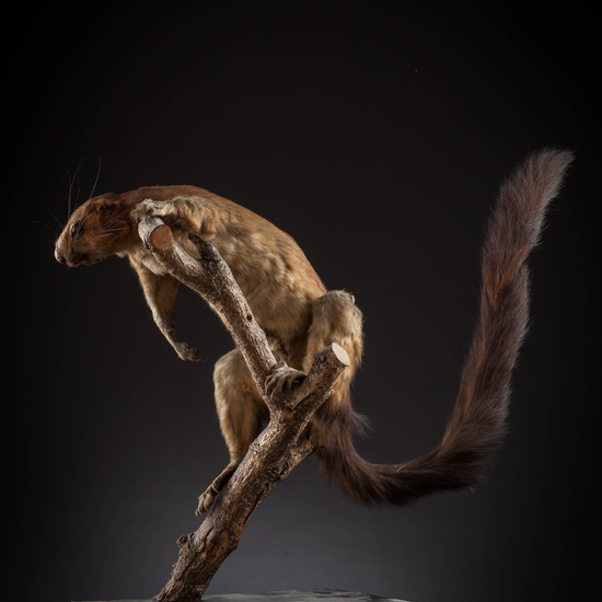 IES_SANISIDRO_MUSEO_Zoolgía_134