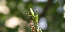 Lilo - Fruto (Syringa vulgaris)